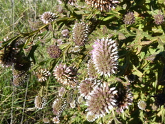 Pterocaulon