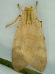 Halysidota tessellaris