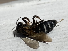 Apis dorsata breviligula