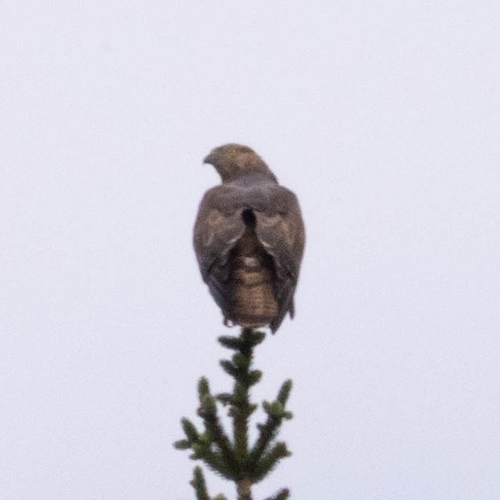 iNaturalist image