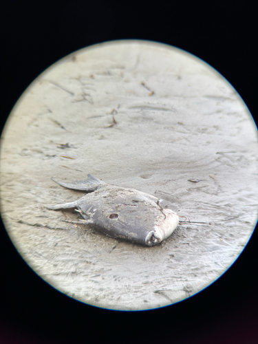 Grey Triggerfish
