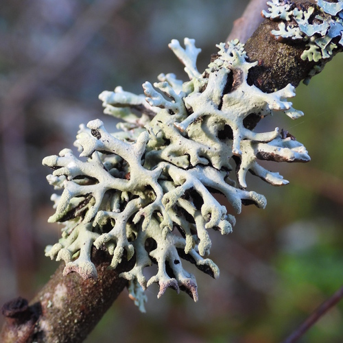 Hypogymnia tubulosa, 2026-10-18