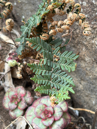 Paragymnopteris marantae observed 2026-10-18