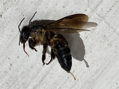 Apis dorsata breviligula