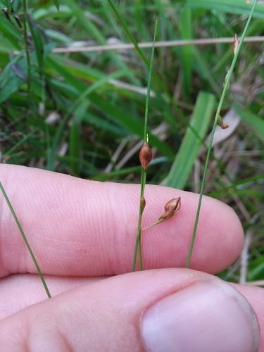 Image of Rhynchospora oligantha by (c) Will McFarland, some rights reserved (CC BY)