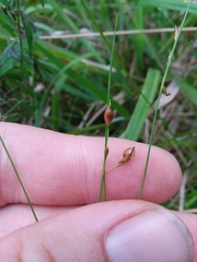 Rhynchospora oligantha