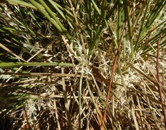Lomandra effusa