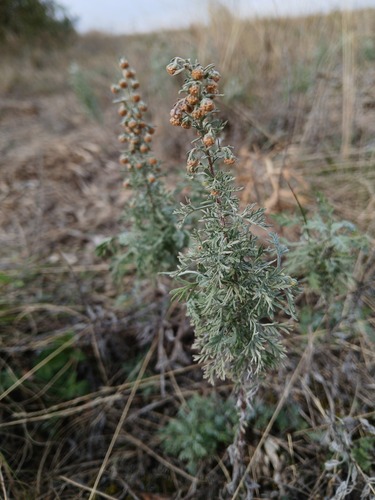 Roman Wormwood