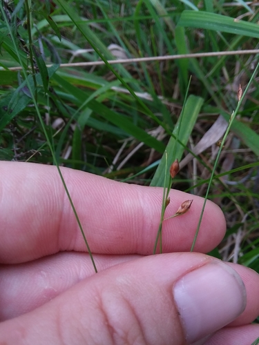Image of Rhynchospora oligantha by (c) Will McFarland, some rights reserved (CC BY)