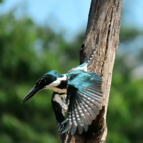 Amazon Kingfisher