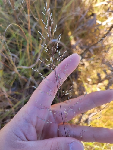 Sporobolus heterolepis, 2026-10-19