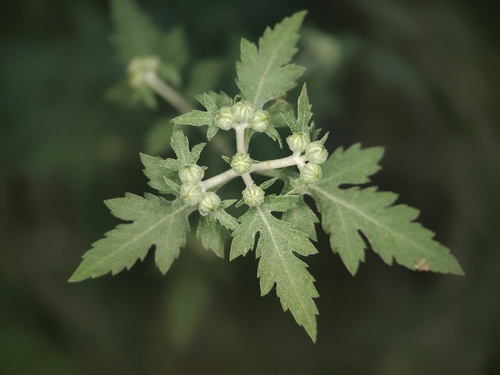 Chrysanthemum arisanense, 2026-10-17
