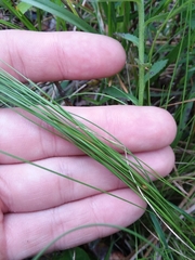 Rhynchospora oligantha