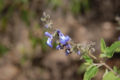 Salvia cuspidata