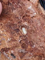 Dendroctonus rufipennis