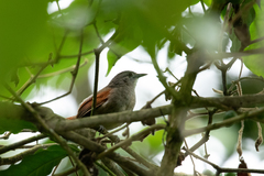 Synallaxis gujanensis