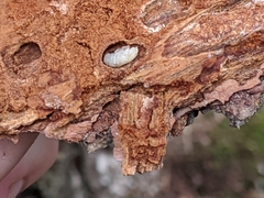 Dendroctonus rufipennis