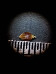 Rhynchospora oligantha