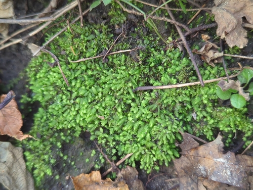Fissidens taxifolius observed 2026-10-19