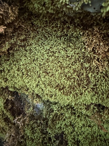 Claopodium rostratum observed 2026-10-03