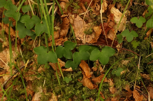 Liverleaf