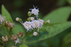Chromolaena arnottiana