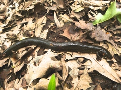 Siren intermedia