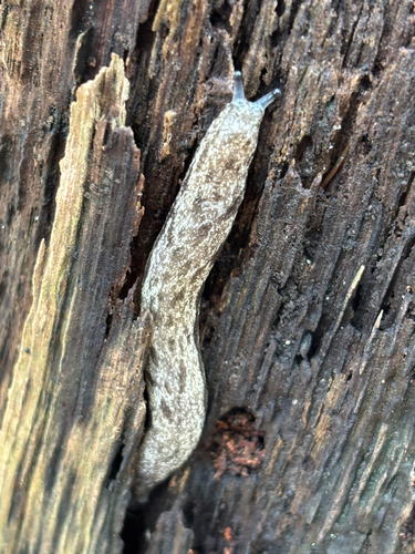 Megapallifera mutabilis, 2026-10-17
