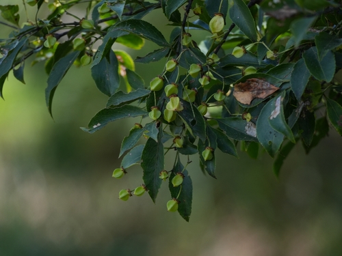 Euonymus carnosus observed 2026-10-17