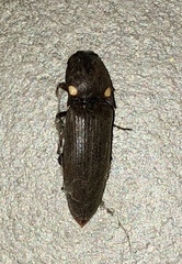 Deilelater physoderus