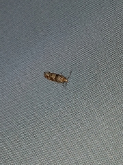 Eucopina tocullionana