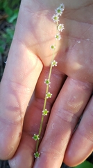 Ozomelis stauropetala