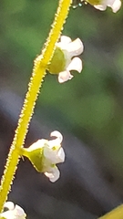 Ozomelis stauropetala