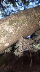 Tillandsia tricholepis