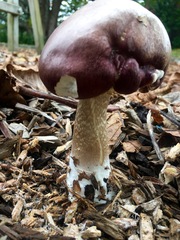 Stropharia rugosoannulata