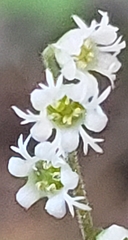 Ozomelis stauropetala