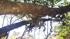 Tillandsia tricholepis