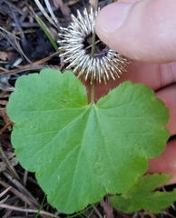 Ozomelis stauropetala