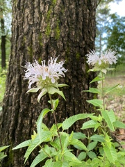 Monarda stipitatoglandulosa