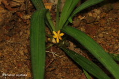 Curculigo orchioides