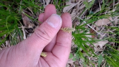 Carex pensylvanica