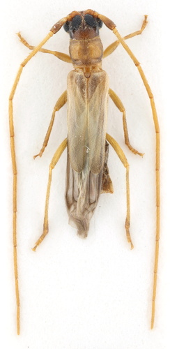 Methia necydalea