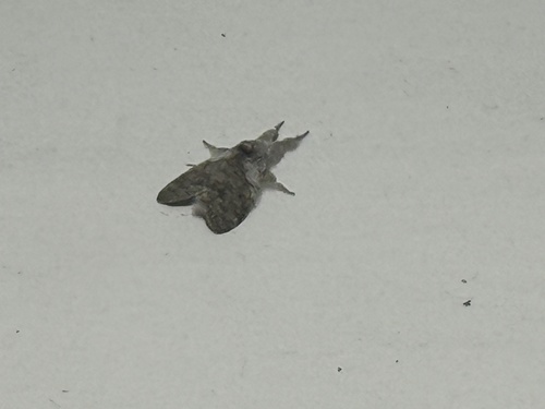 Grote's Tussock Moth