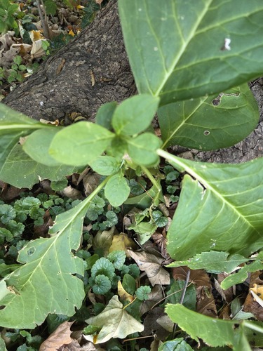 Indian Pokeweed