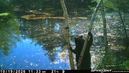 Black Bear sighting near Queen Elizabeth II Wildlands Provincial Park