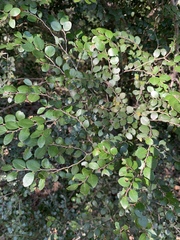 Diospyros nummularia