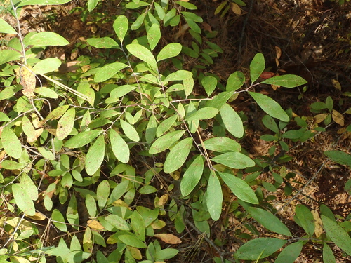 Gaylussacia frondosa, 2026-10-19