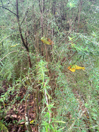 Trigonopterum laricifolium observed 2026-10-19