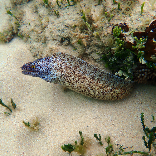Gymnothorax annasona observed 2026-10-01