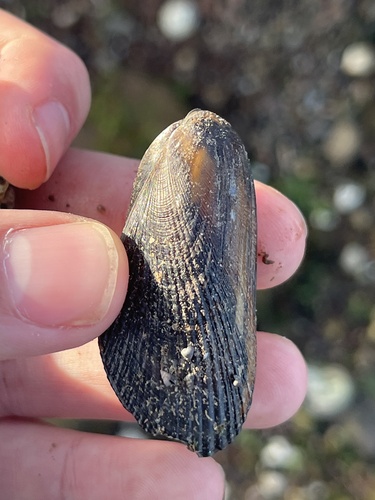 Modiolus demissus observed 2026-10-19